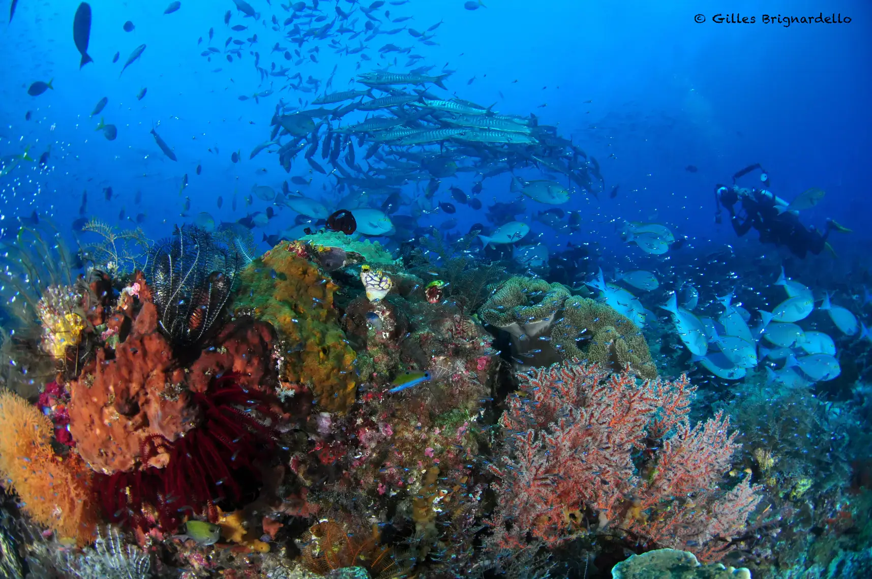 Nudi rock, Active marine life, Deep blue water, School of fish