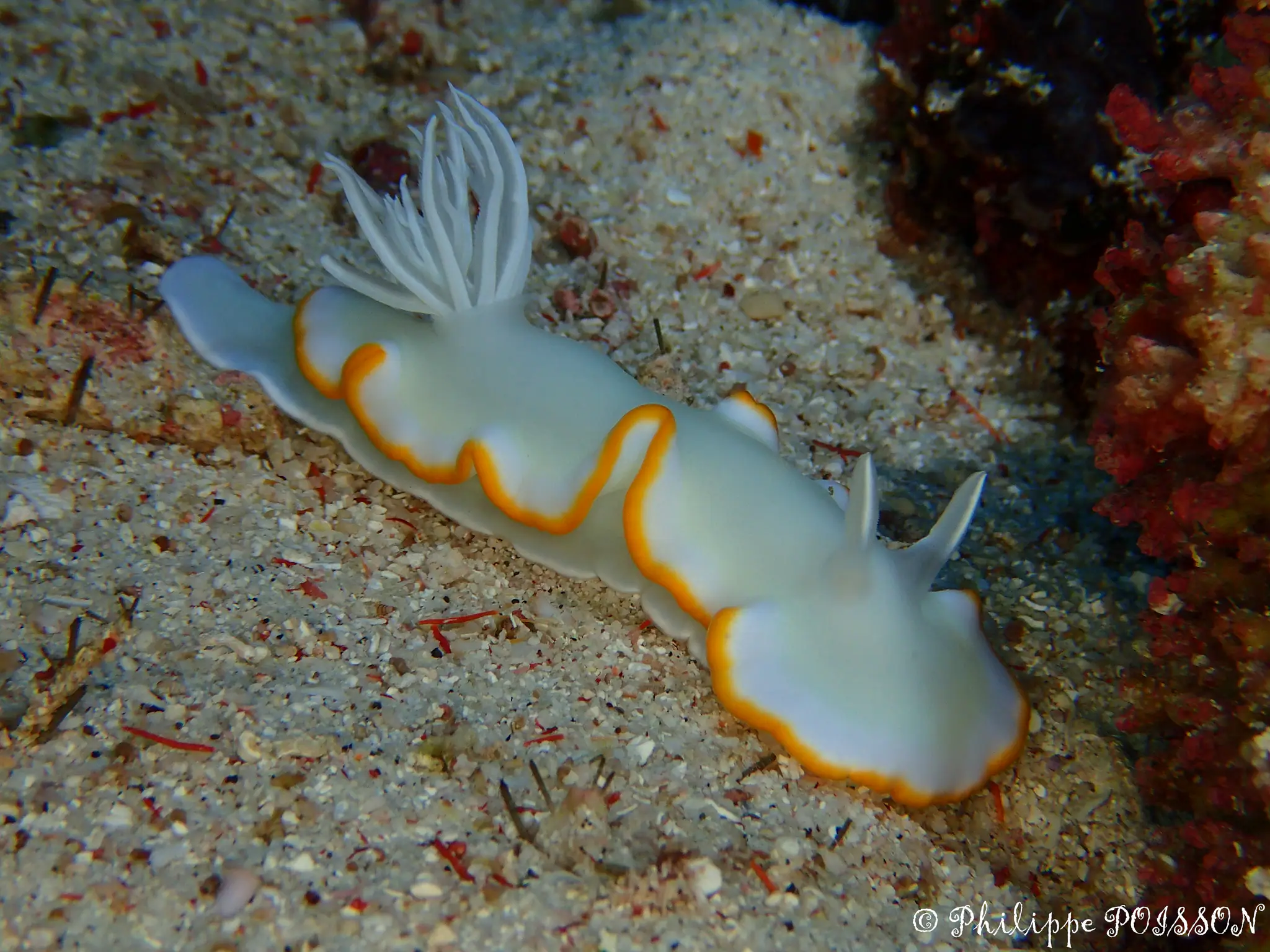 Sea Slug (Nudibranch) Spotted in Halmahera