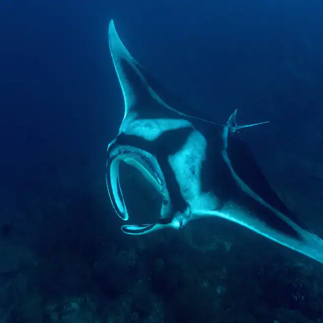 oceanic manta ray, majestic manta ray, manta ray in the depths, deep blue water 