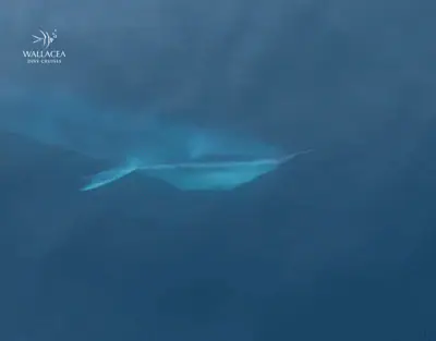 Omura's Whale of South Halmahera | Wallacea Dive Cruise