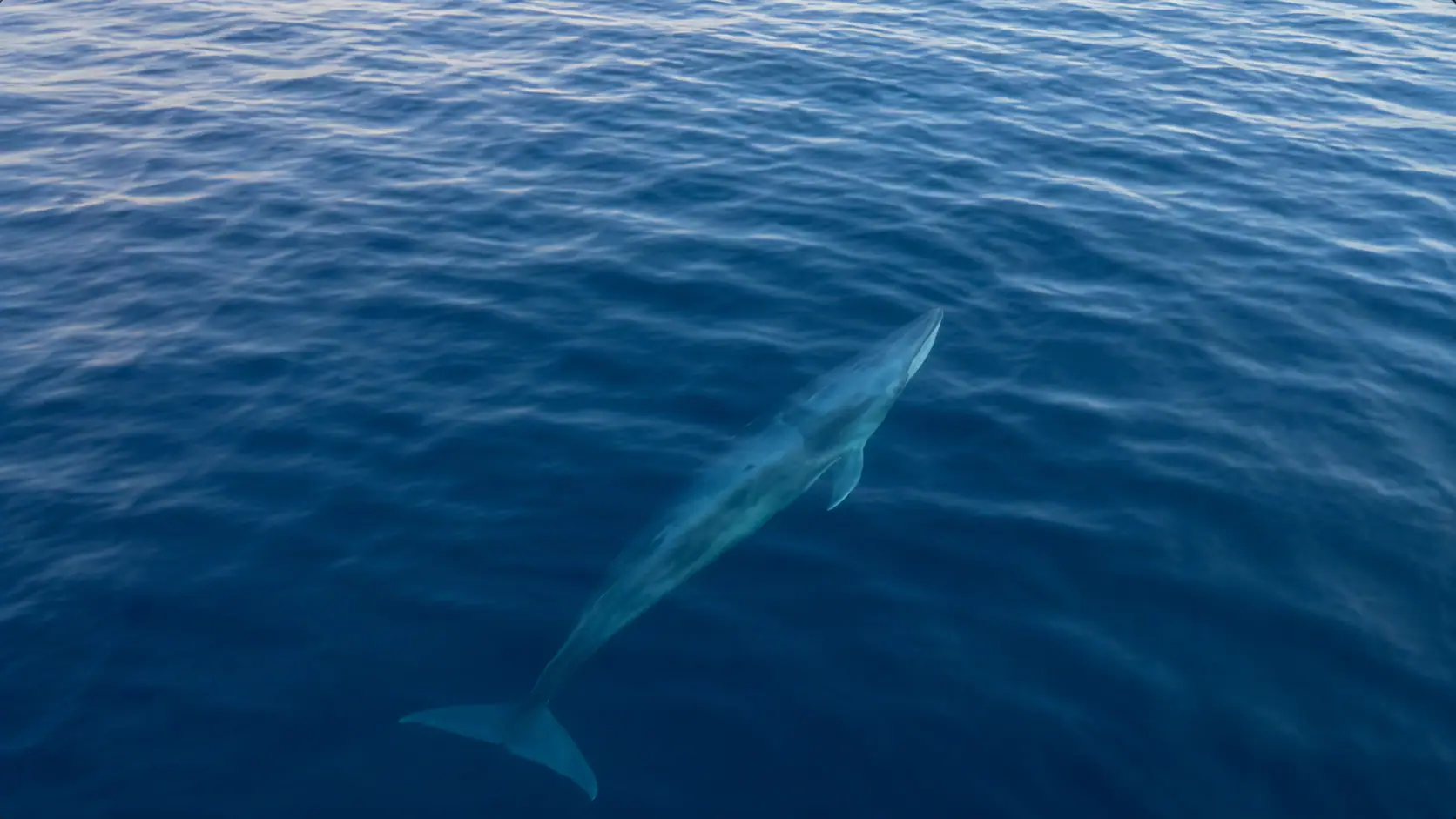 Omura's Whale of South Halmahera | Wallacea Dive Cruise