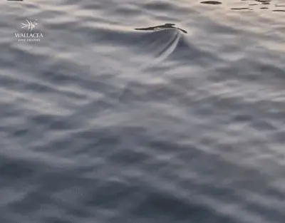 Omura's Whale of South Halmahera | Wallacea Dive Cruise