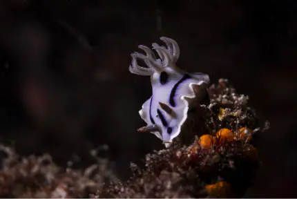 Nudibranch | Wallacea Dive Cruise