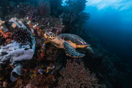 Seaturtle | Wallacea Dive Cruise