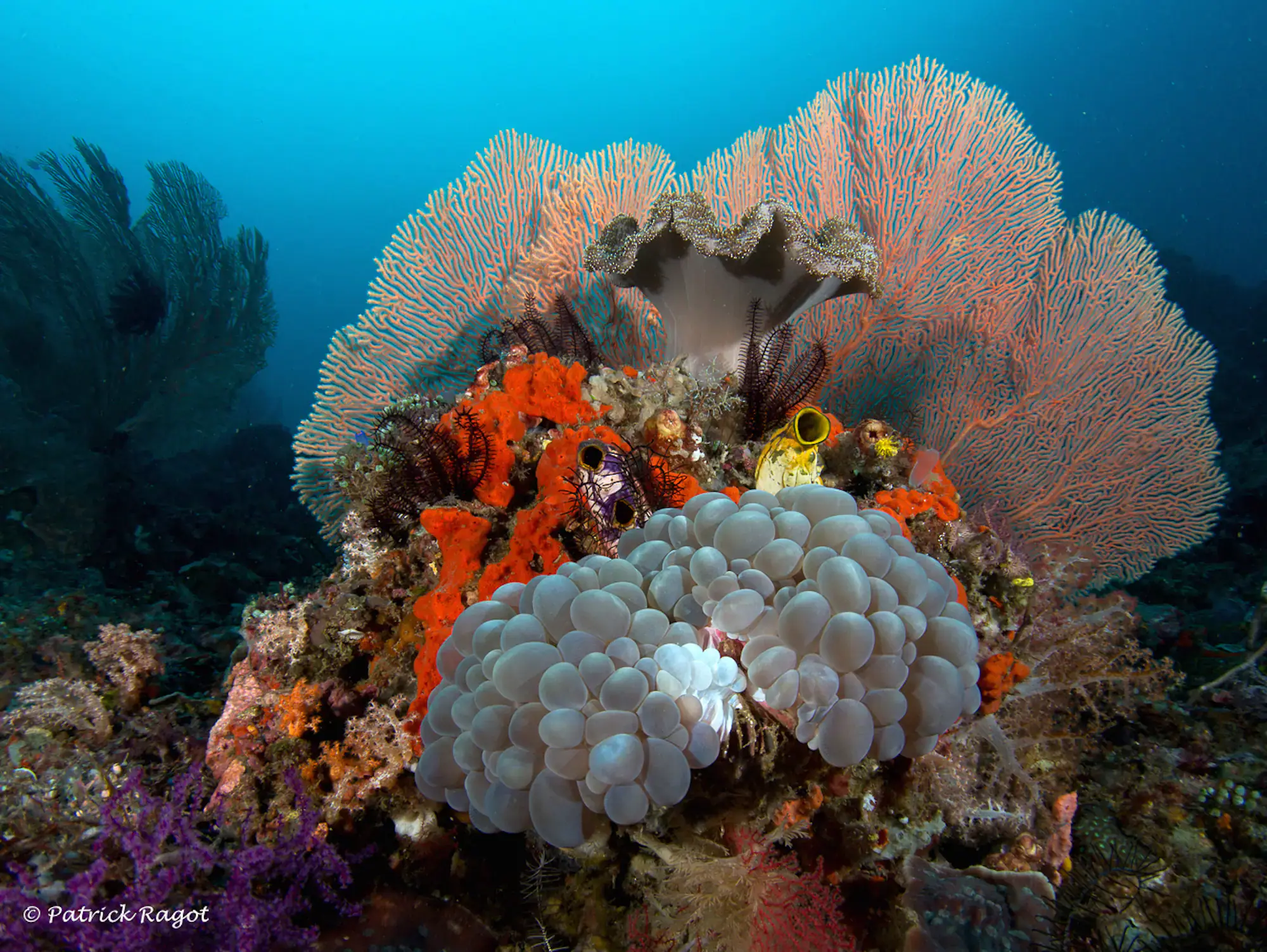 Huge coral, Deep blue water