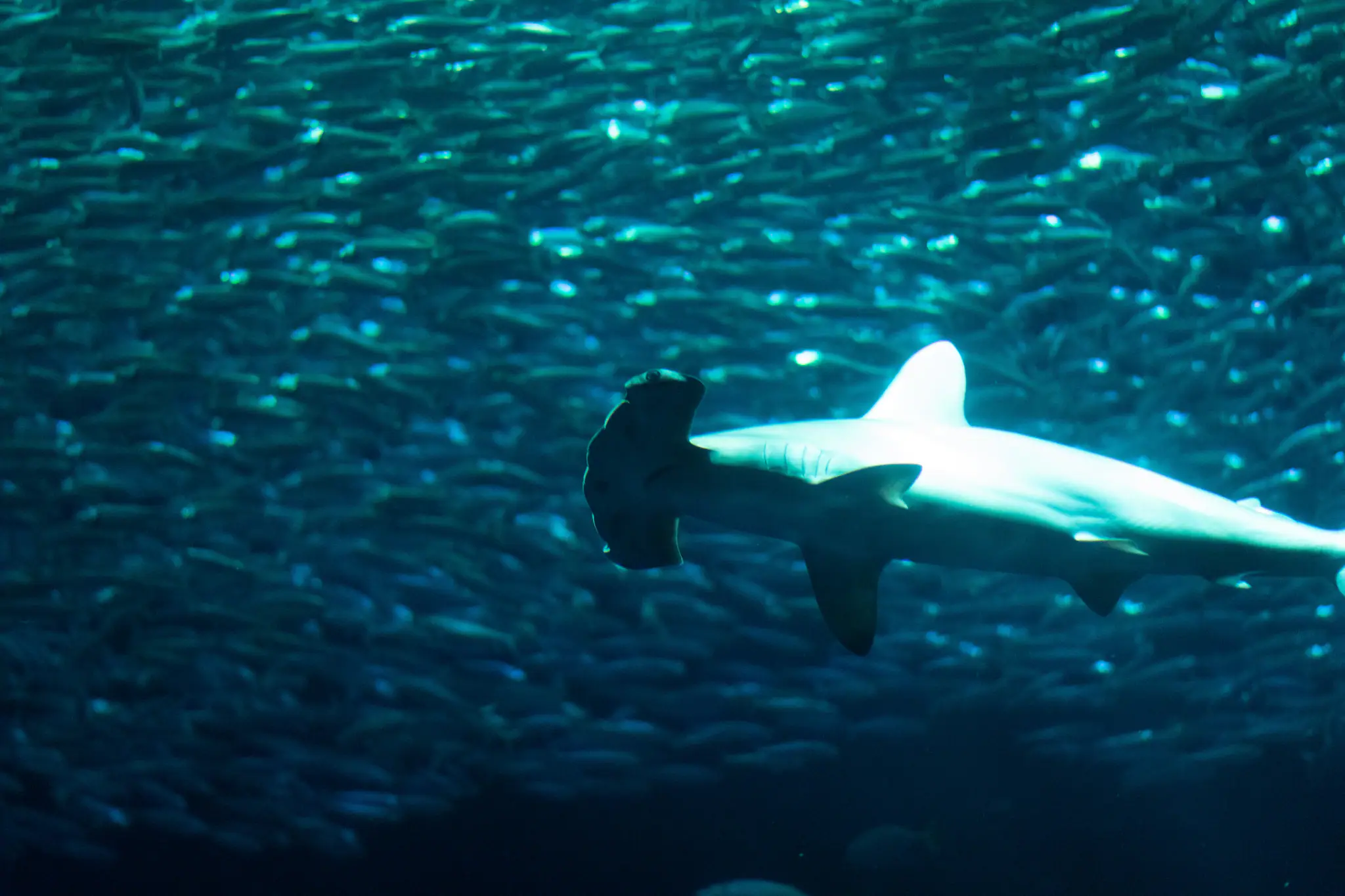Hammerhead Shark | Wallacea Dive Cruise