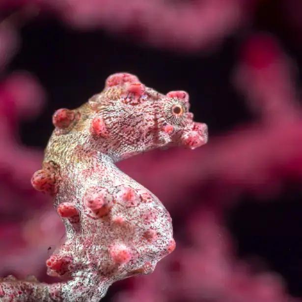 pygmy seahorse, macro marine life, pink seahorse, pink coral in the background 