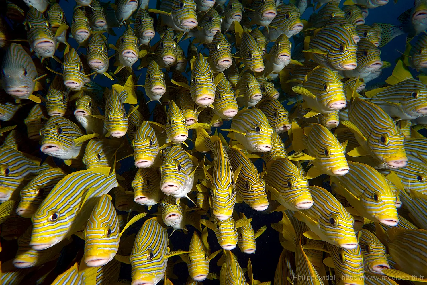 raja-ampat-2019-dsc-08252-rc-ribbon-sweetlips-gaterin-a-ruban-plectorhinchus-polytaenia