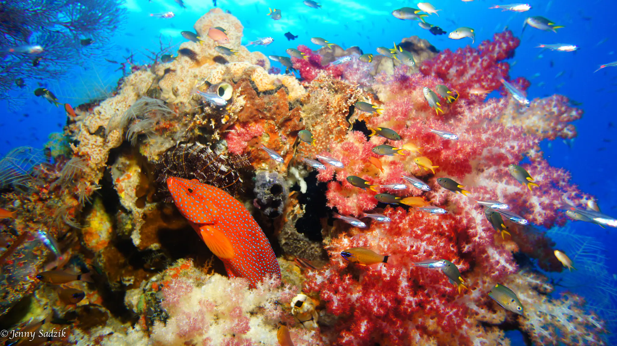 The richest Raja ampat coral reefs