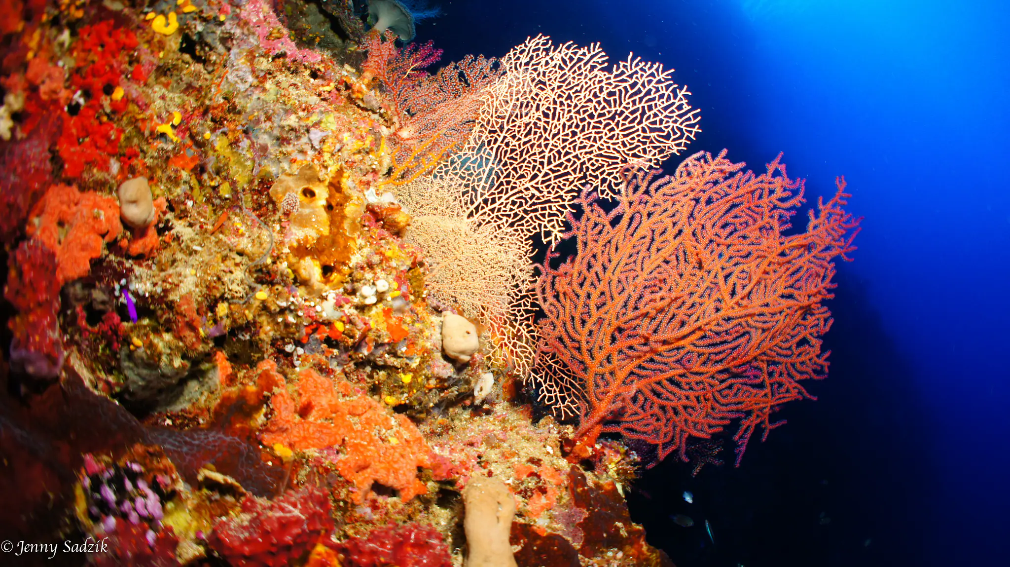 Diving in Raja Ampat with MV Ambai Diving Cruise