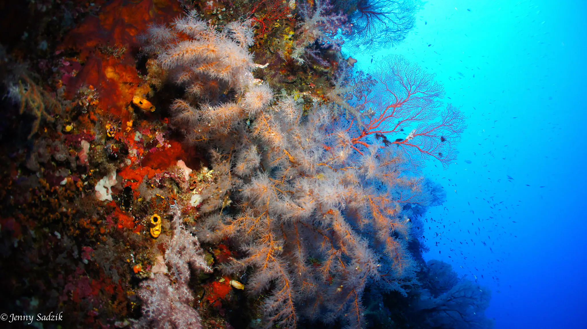 The Coral Reefs in Salawati dive site