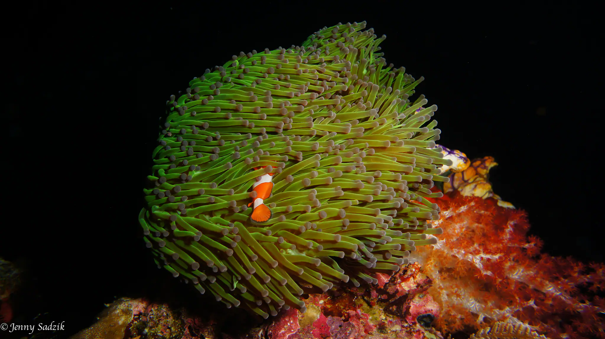 Nemo fish between coral reefs in Raja Ampat