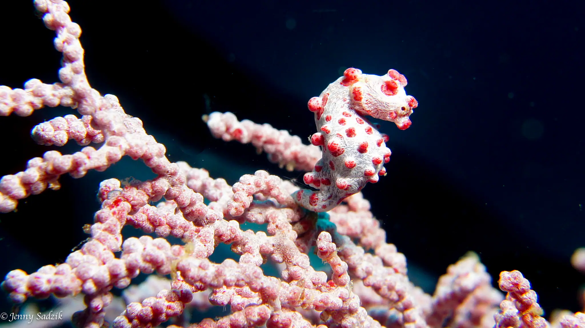 Vibrant coral reefs in Raja Ampat