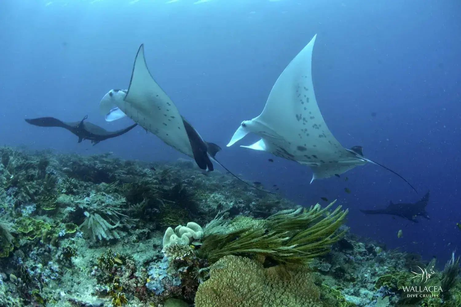 raja-ampat-album-thumbnail