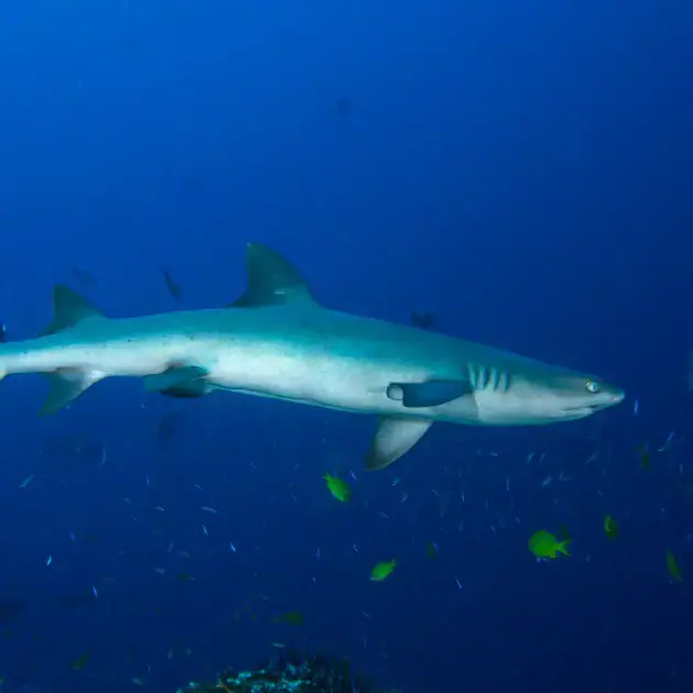 reef shark, marine life, small fishes, deep blue water