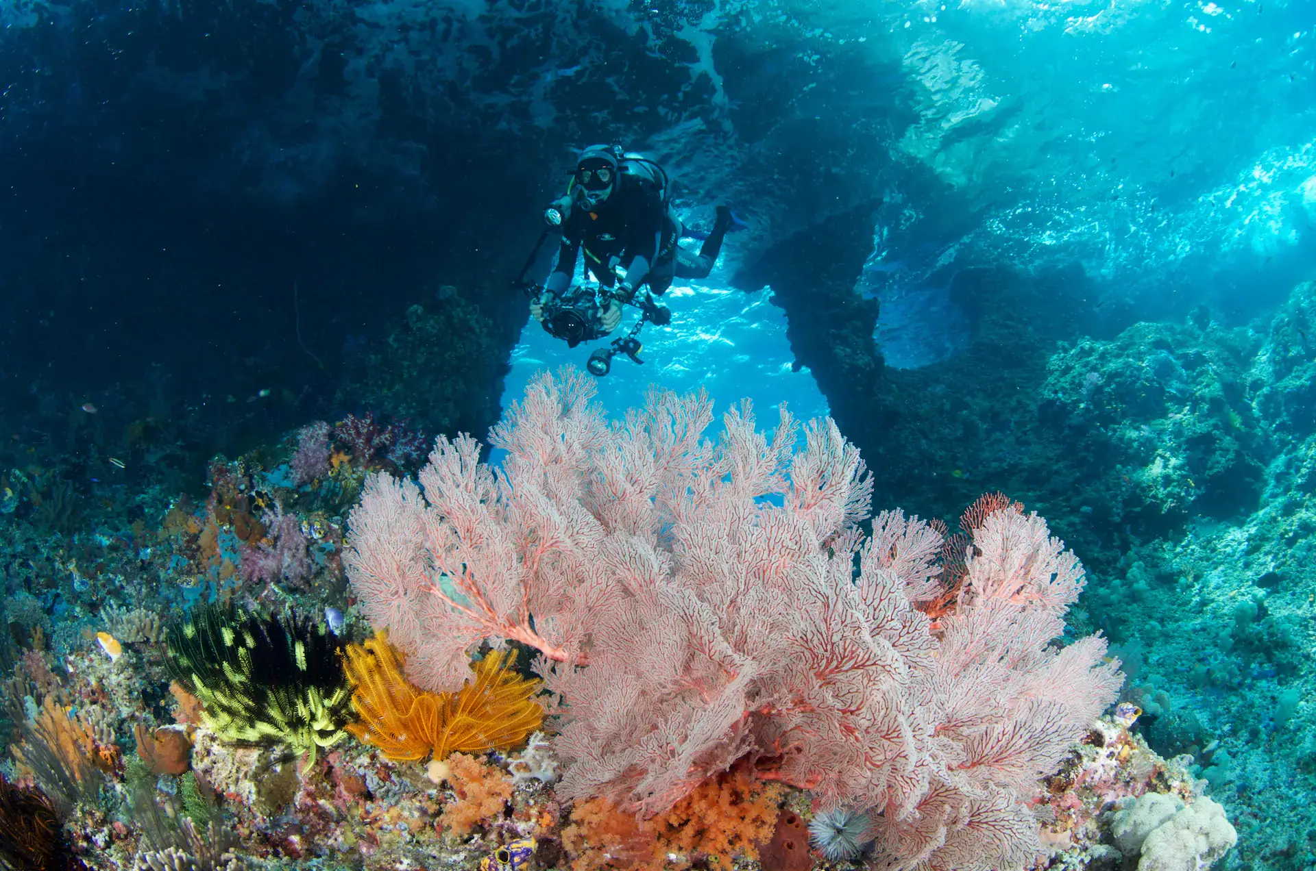 scuba diver, coral reef, pink sea fan, underwater world, marine life, clear blue water