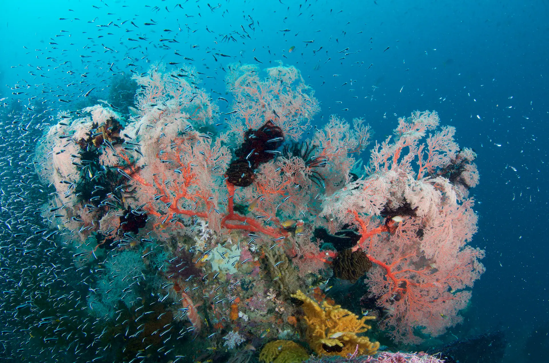 rene-corals