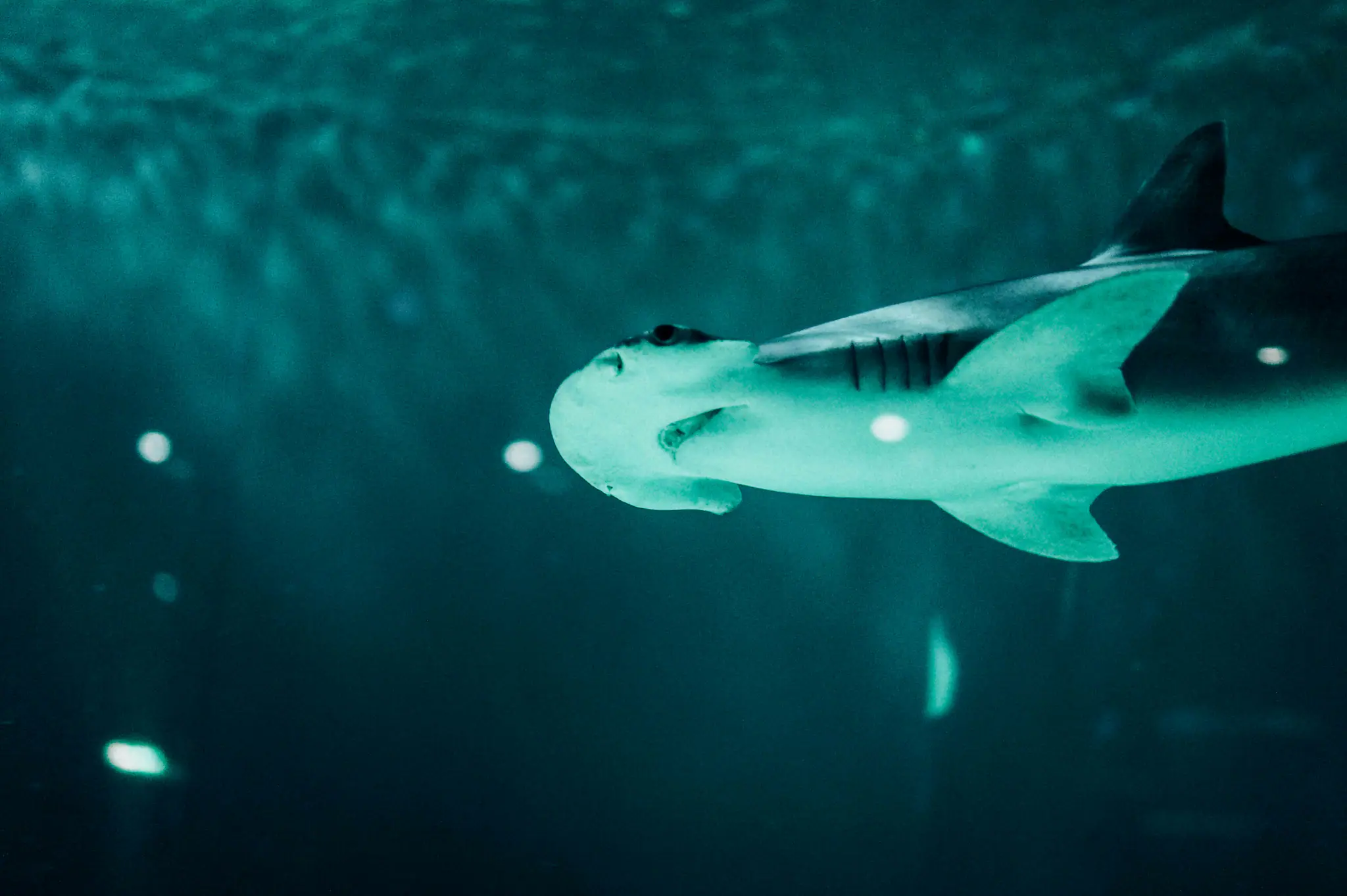 Diving with Hammerhead Sharks | Wallacea Dive Cruise