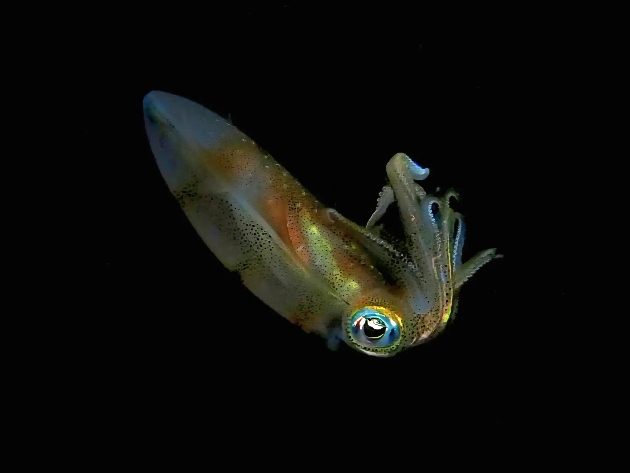 Colorful Squid | Wallacea Dive Cruise