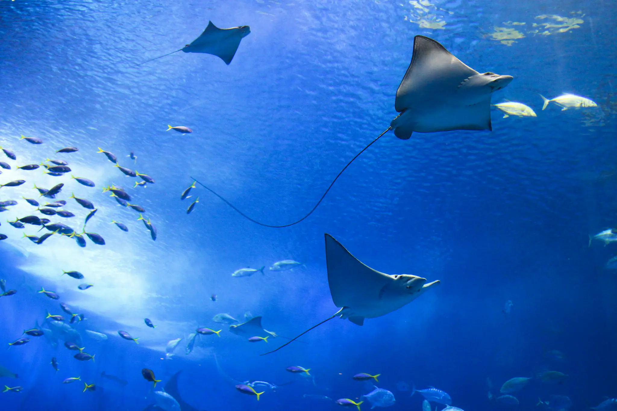 Manta Rays | Wallacea Dive Cruise 
