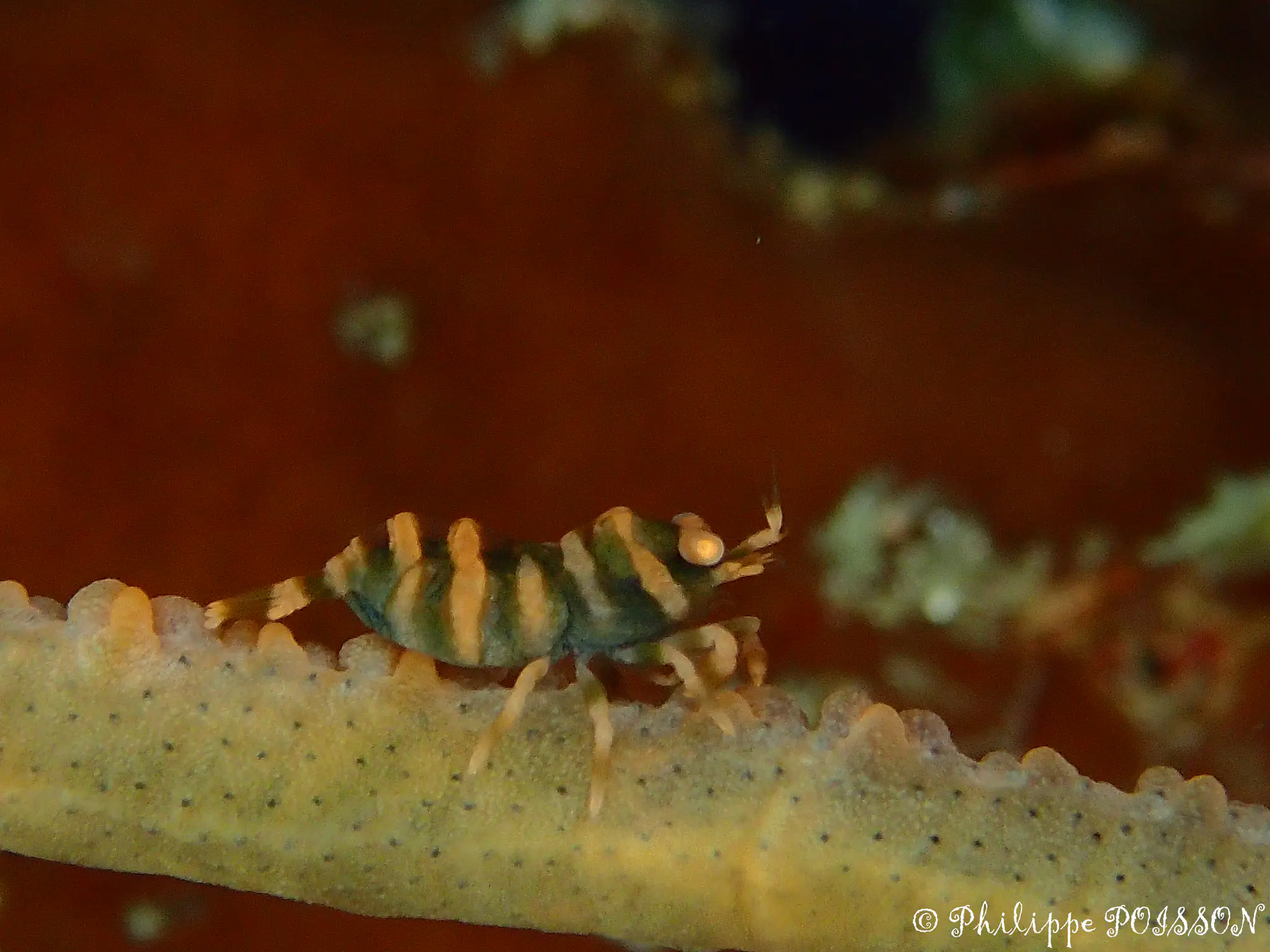 Unique and Colorful Shrimp in Halmahera