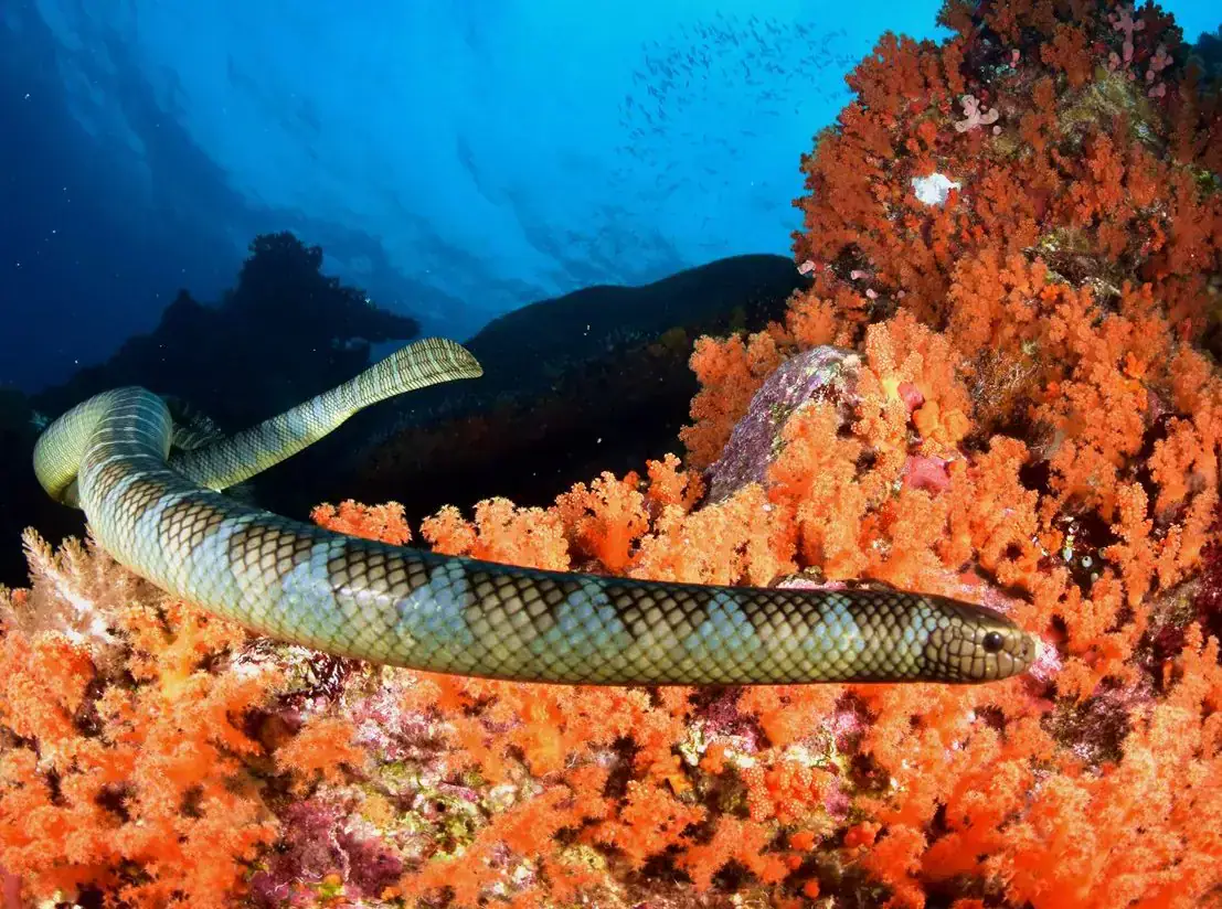 sea snake, clear water, snake hiding in corals, orange corals, underwater scene