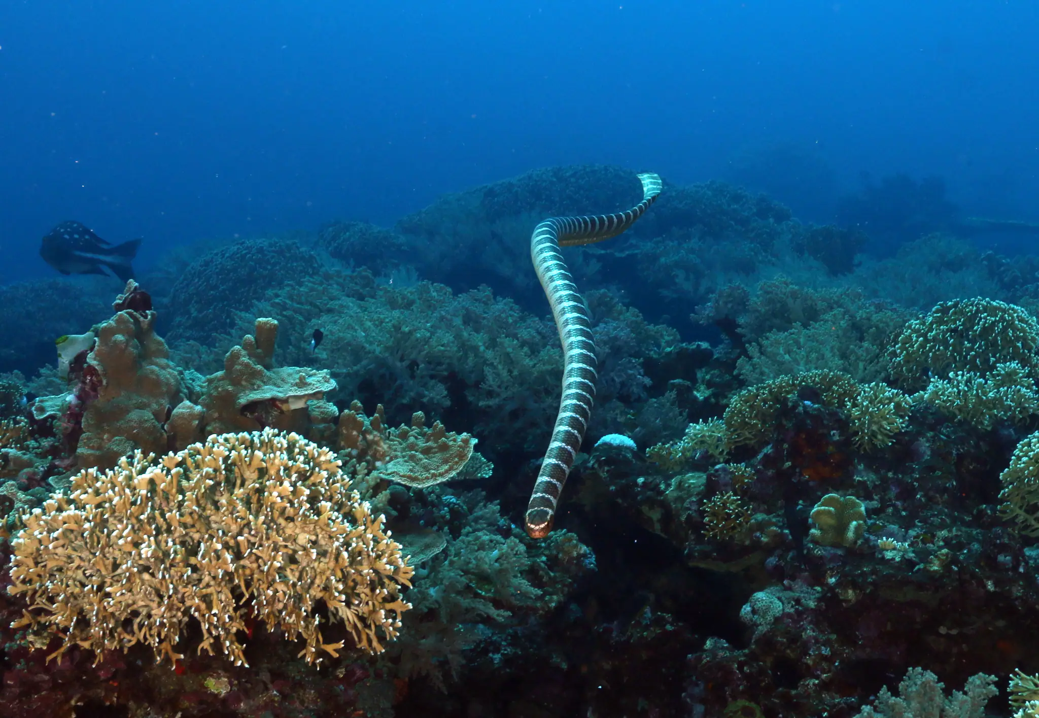 snake