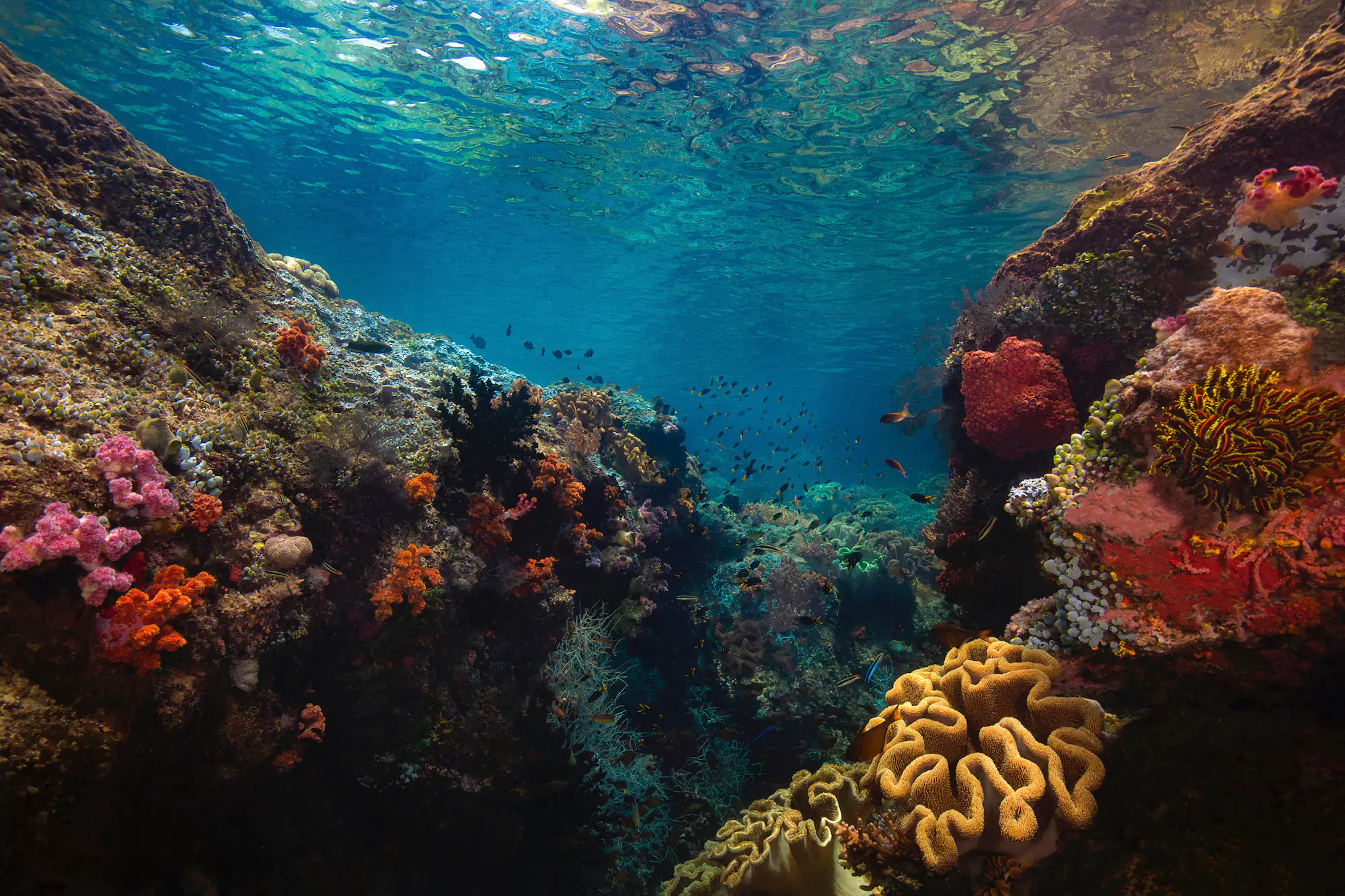 snorkeling-section