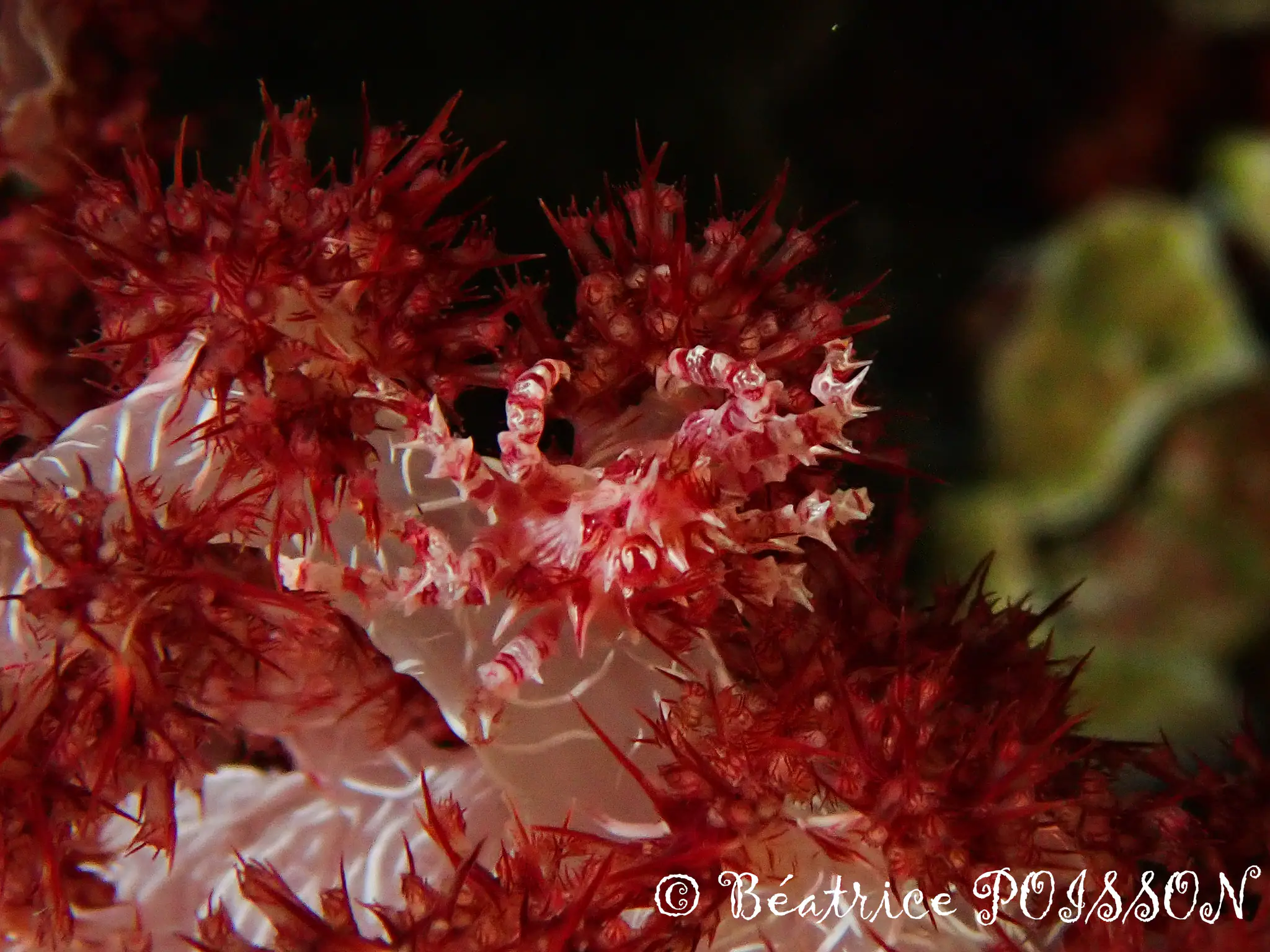 Halmahera Underwater Critters | Wallacea Dive Cruise 