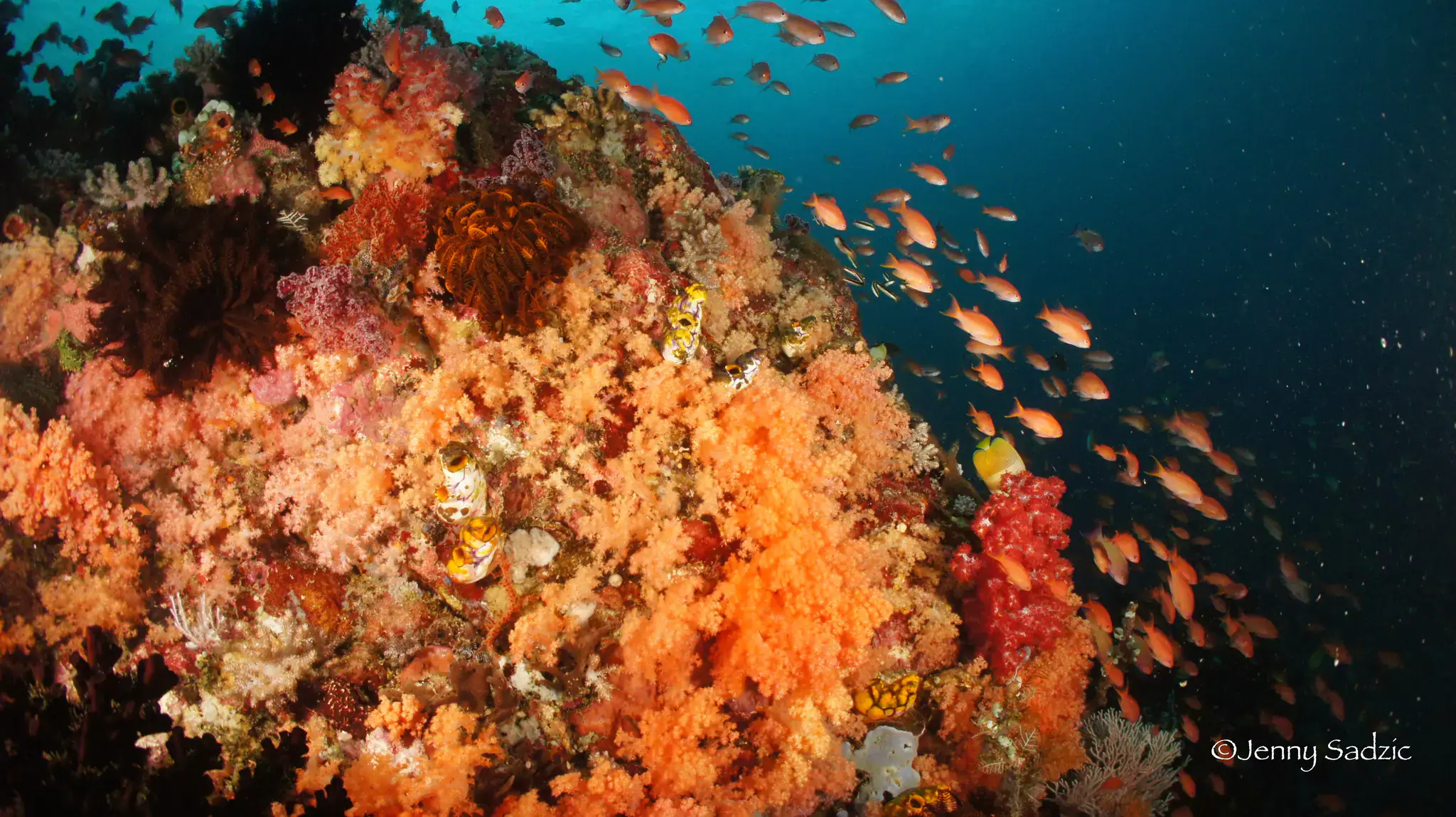 soft-corals