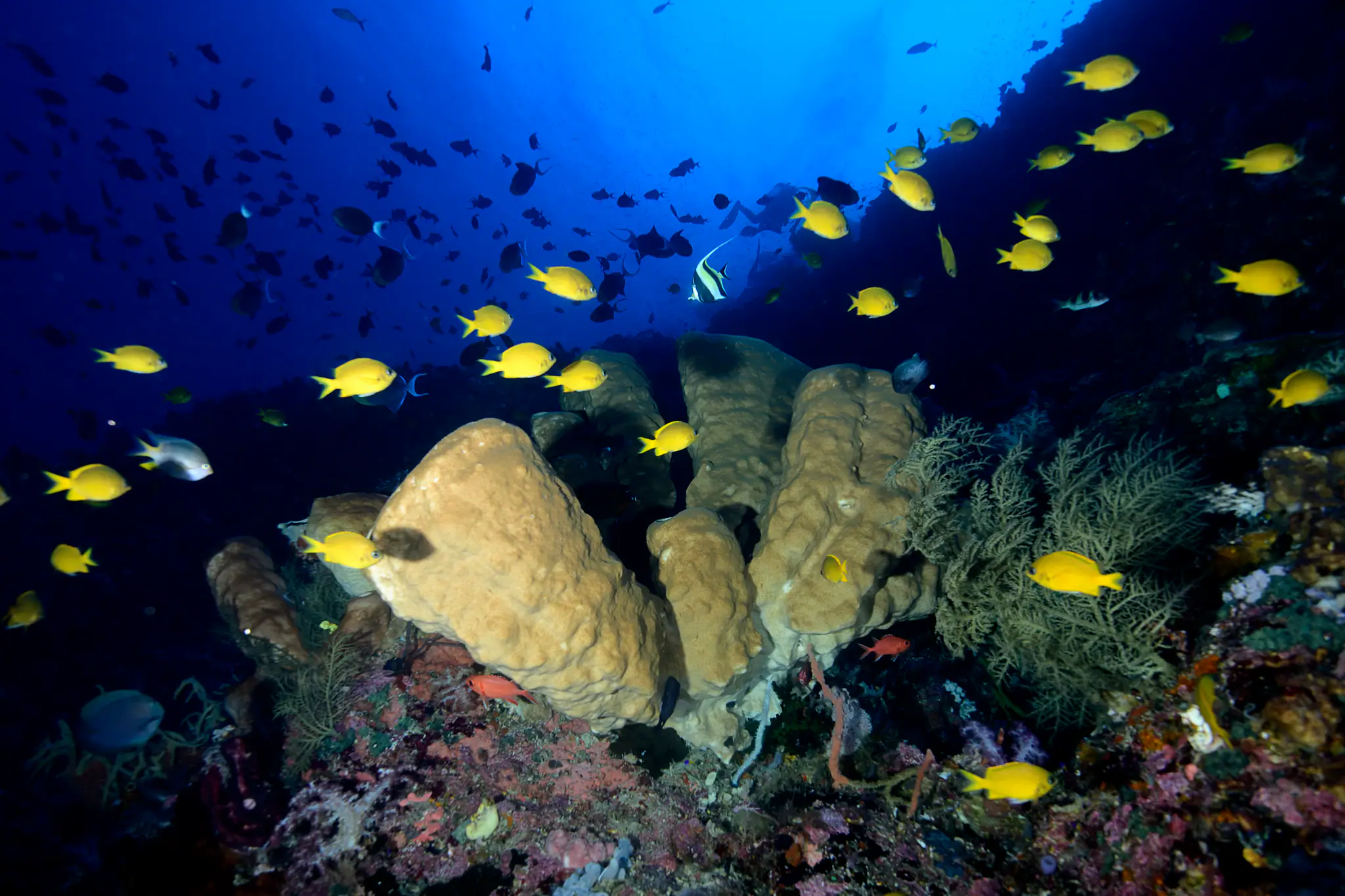 sponges-togians-2