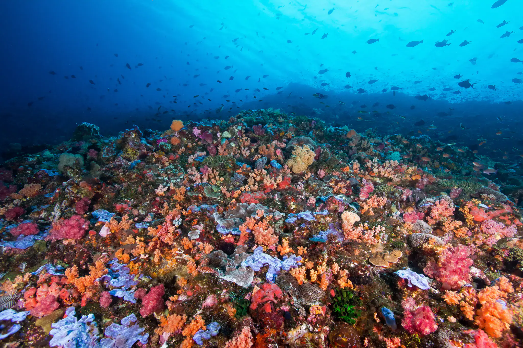 Suanggi, Colourful corals, Marine life, School of fish