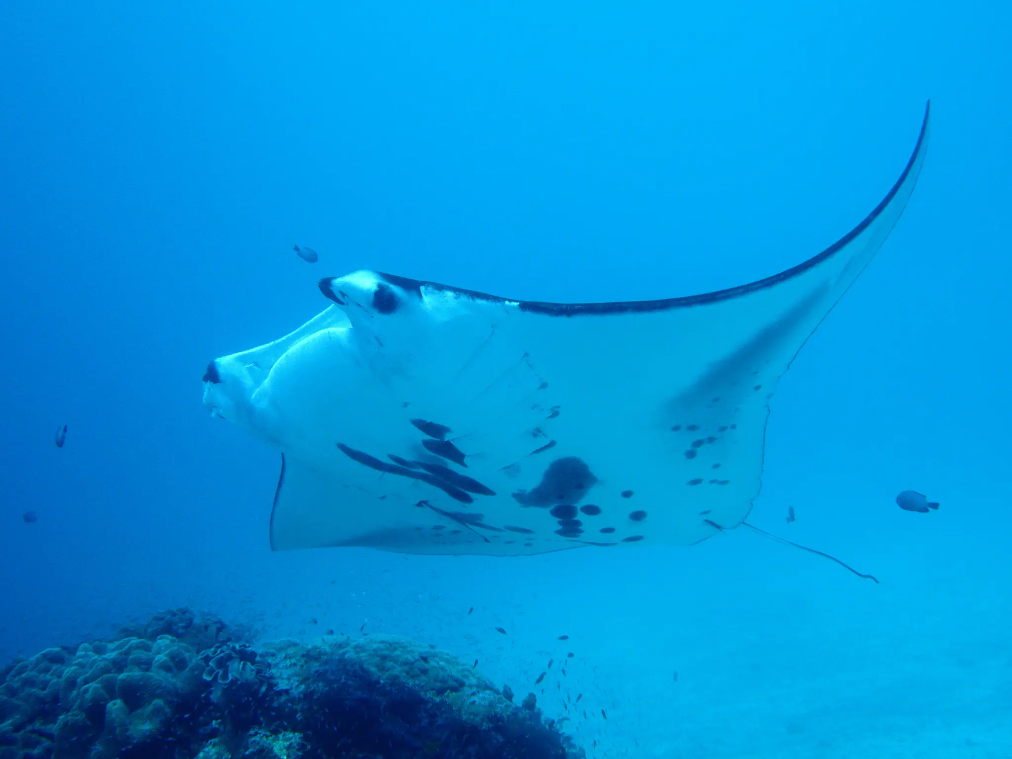 Dive with Manta in Raja Ampat 
