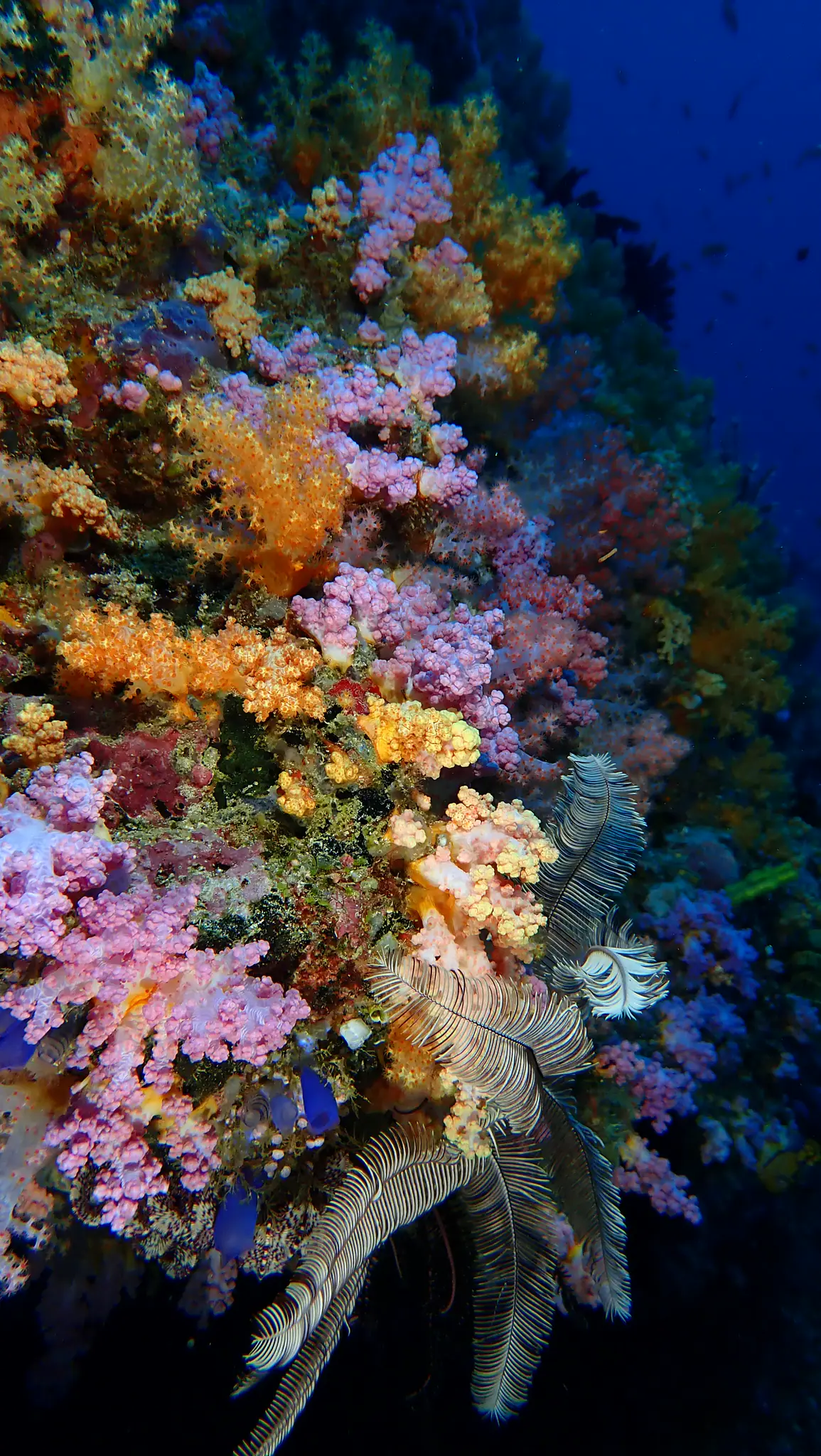 Underwater Photography Contest Participant Sylvie | Wallacea Dive Cruise