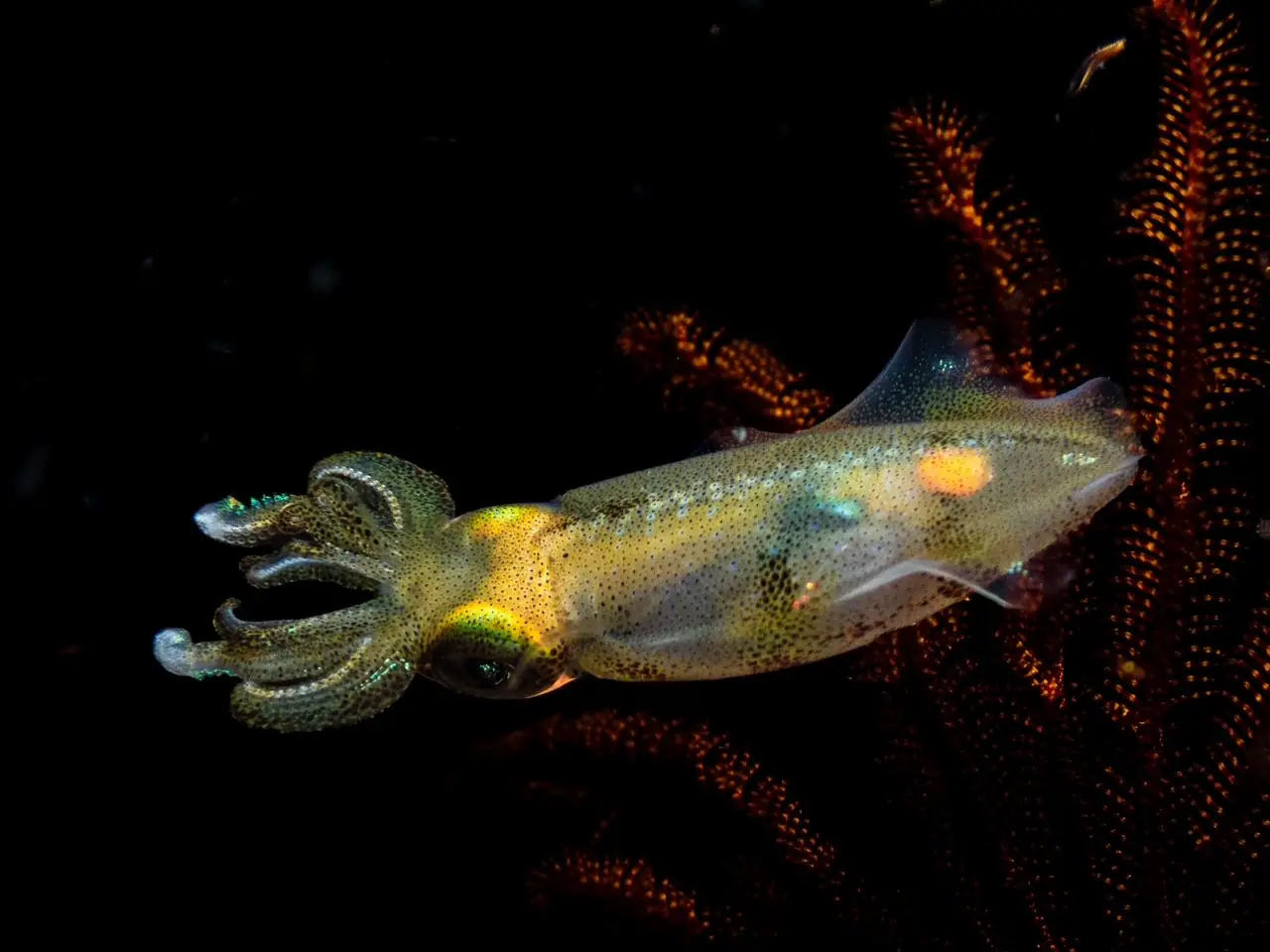 Yellow Neon Squid | Wallacea Dive Cruise