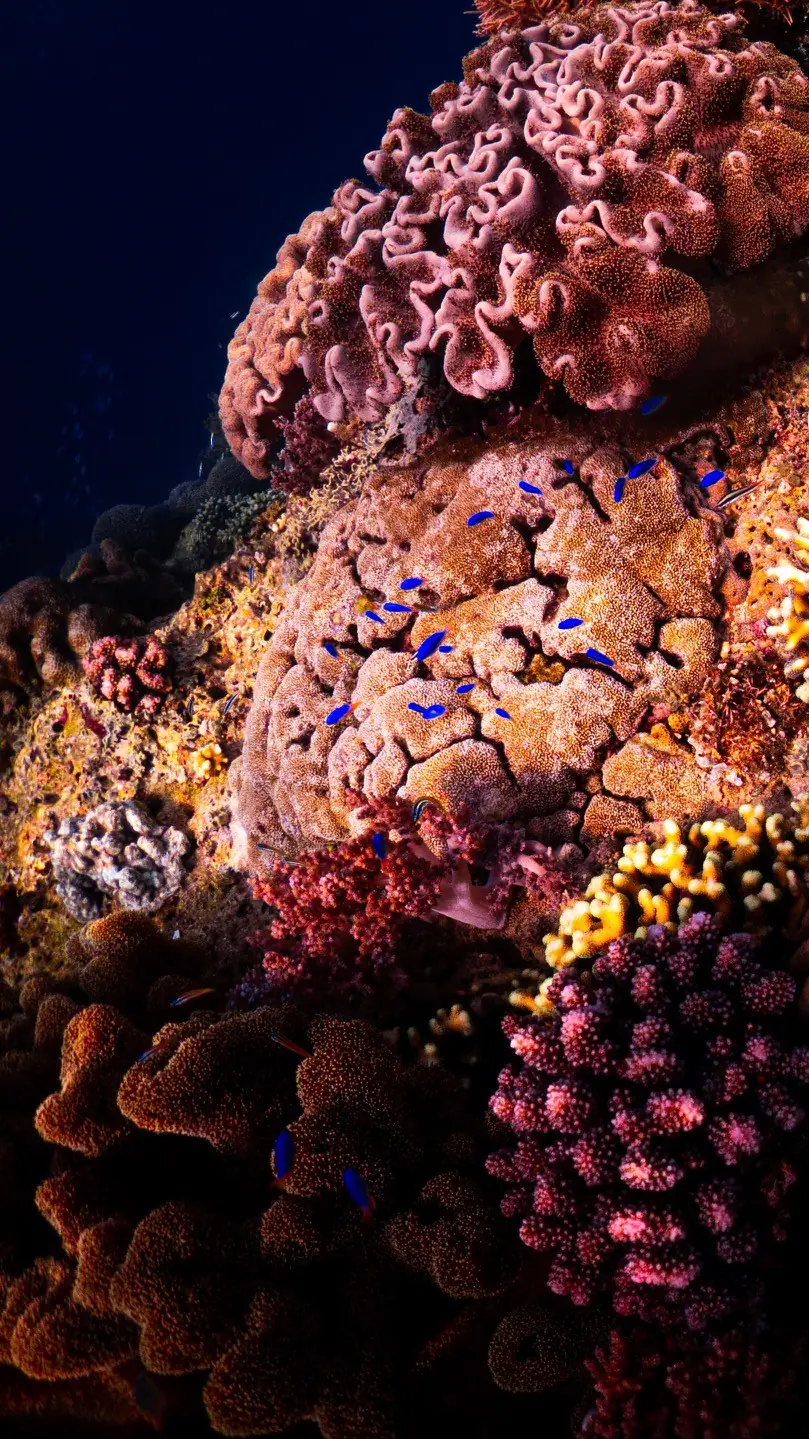 Hard Corals Underwater | Wallacea Dive Cruise