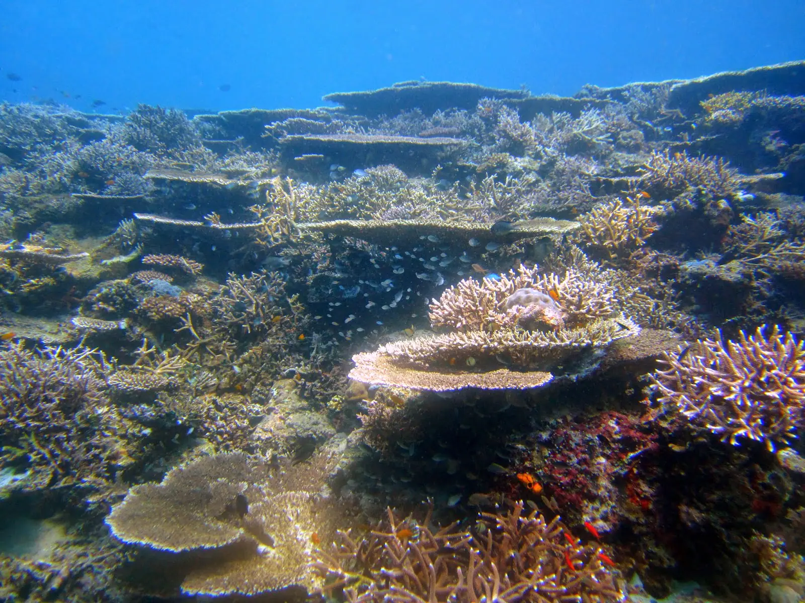 Tidore Underwater 