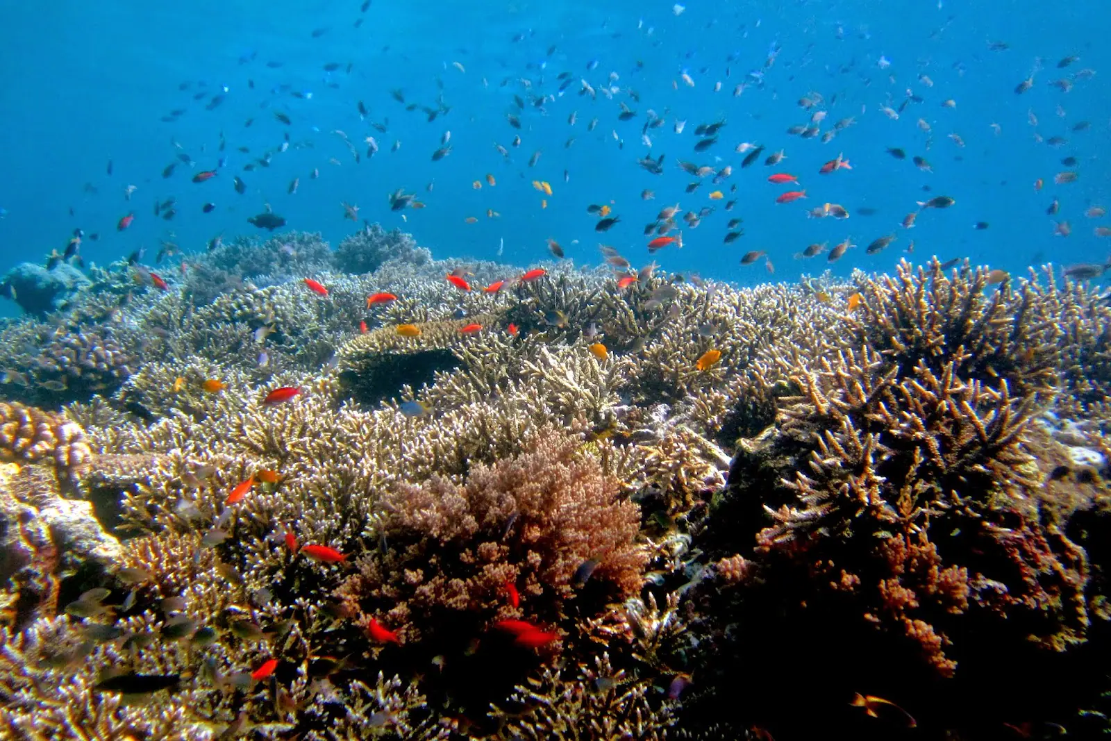 Tidore Underwater Scenery | Halmahera Diving