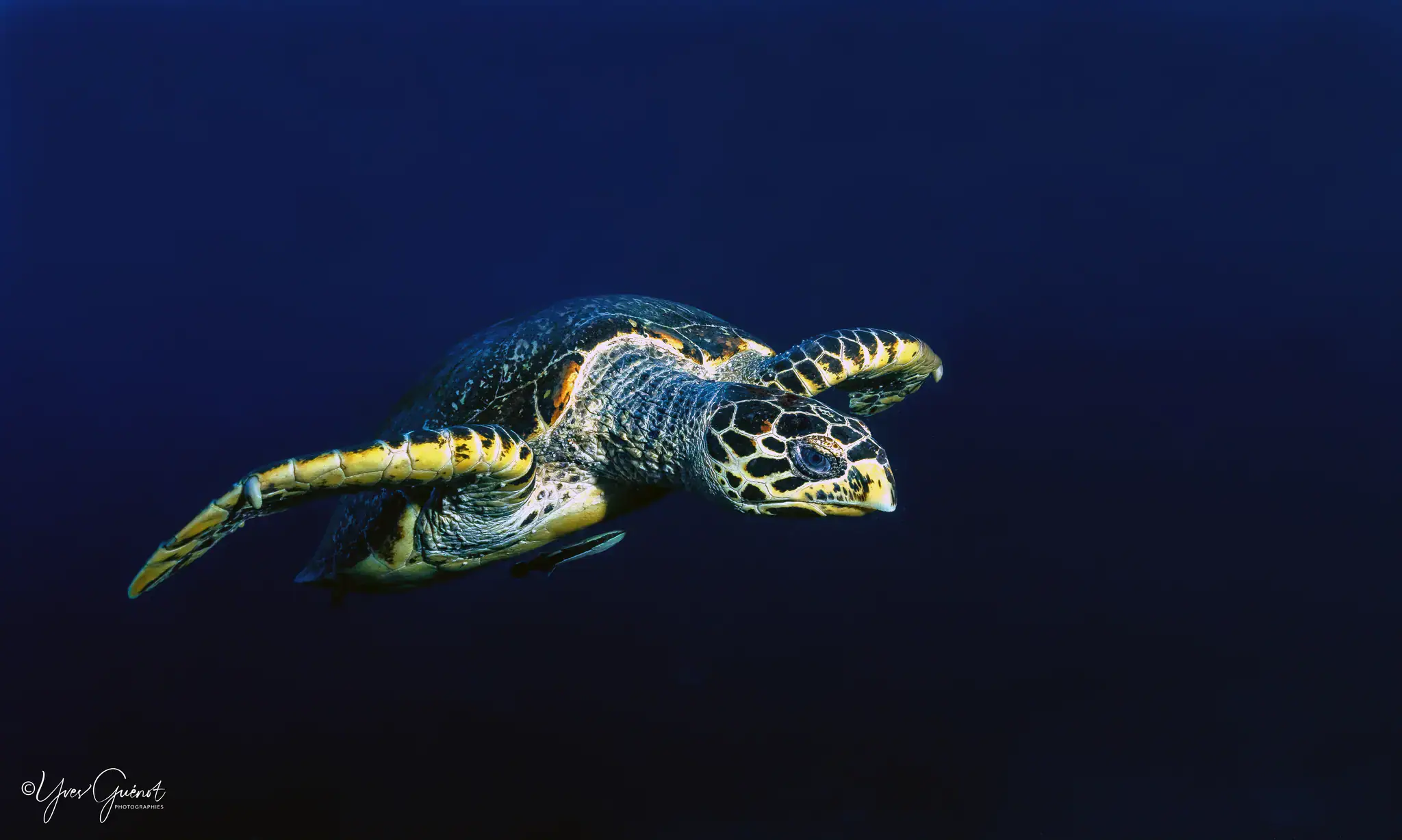 Turle, Marine life, Deep blue water, Depths 