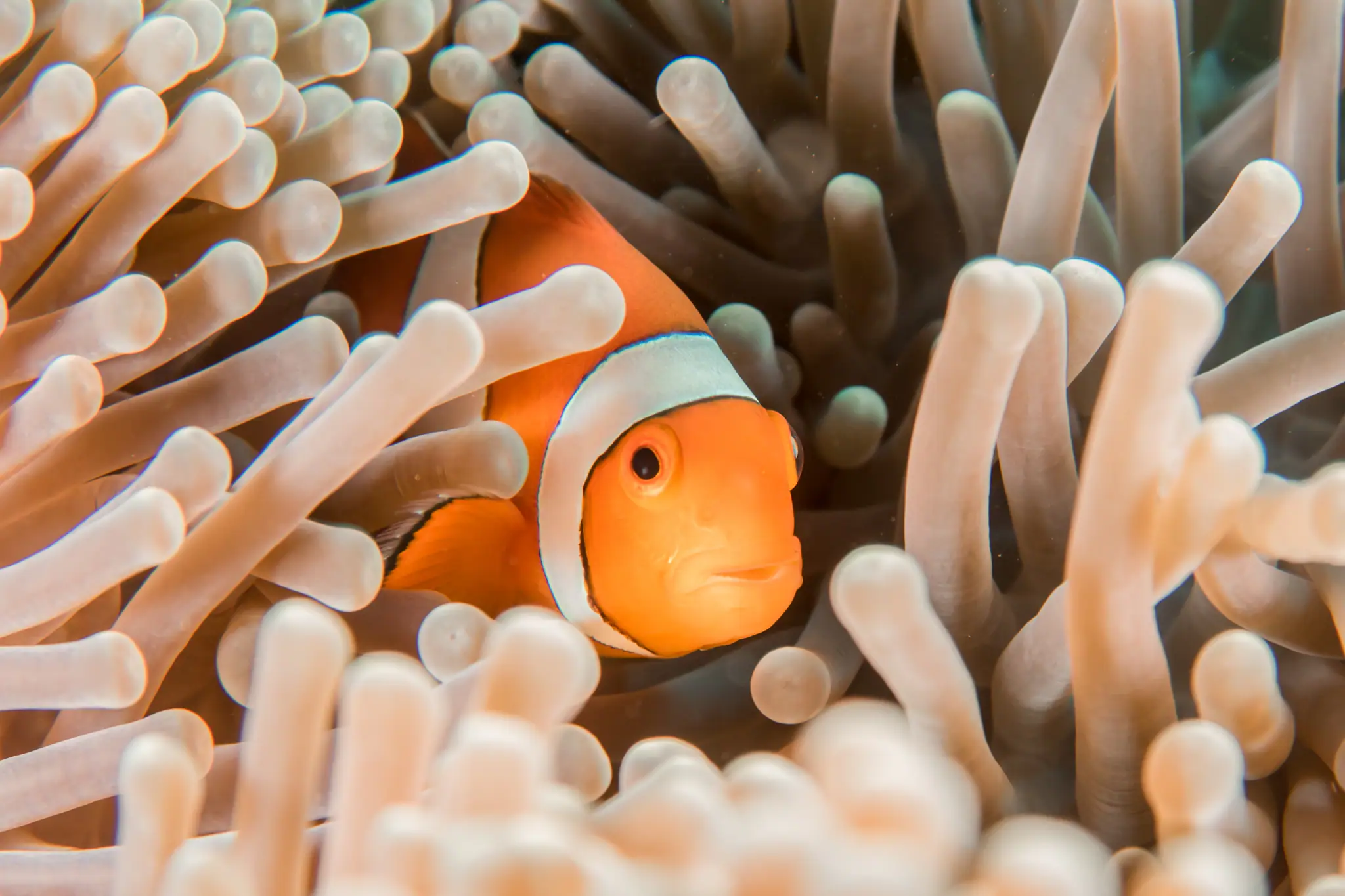 Clown Valley is Home to Thousands Clown Fish