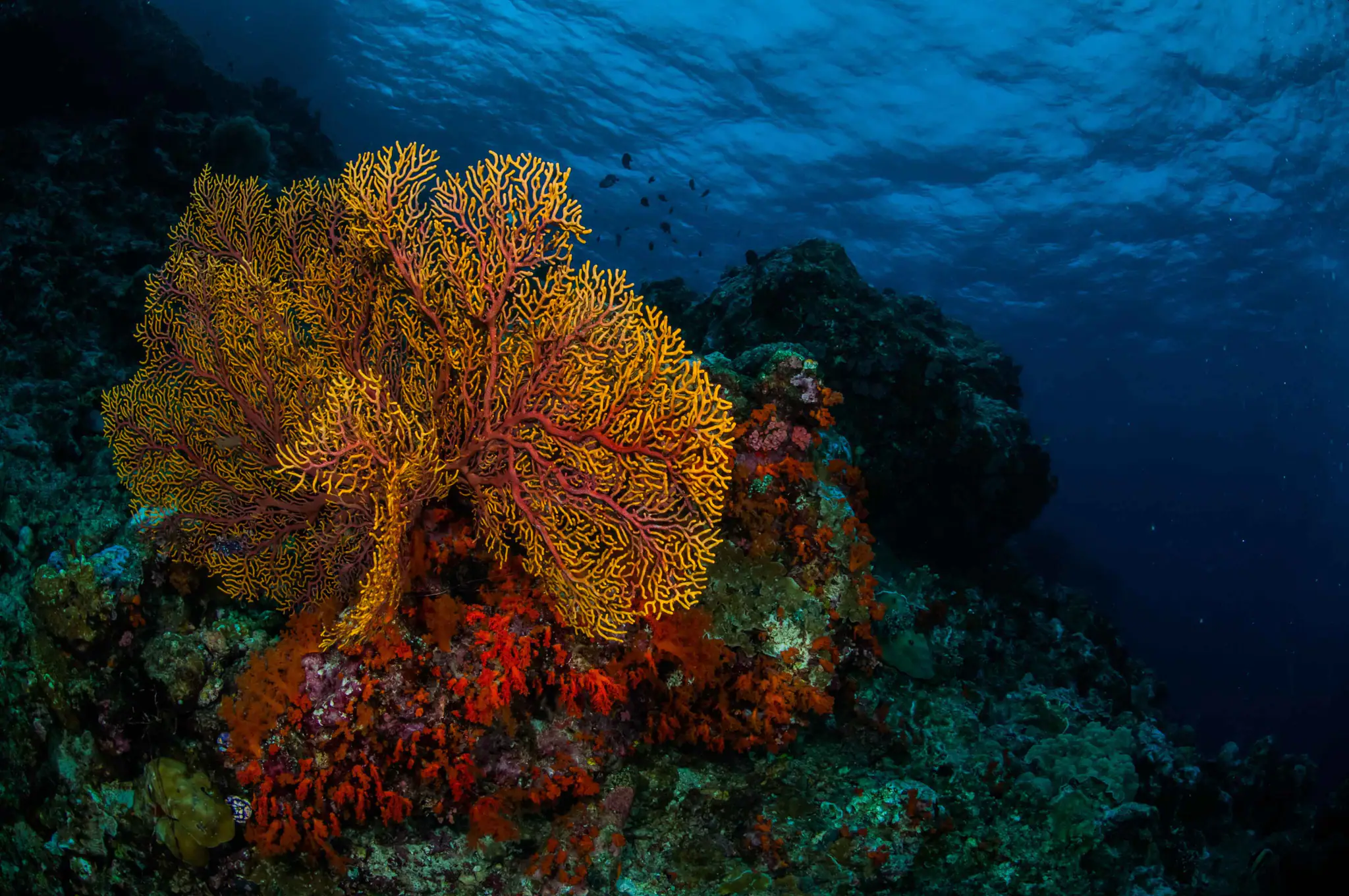 Underwater Scenery of Jailolo Bay of Halmahera