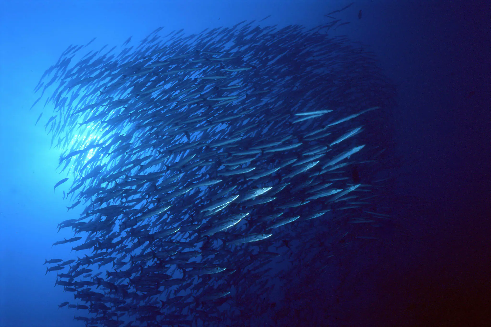 Schooling Baracudas in Misool Island by Wallacea Dive Cruise