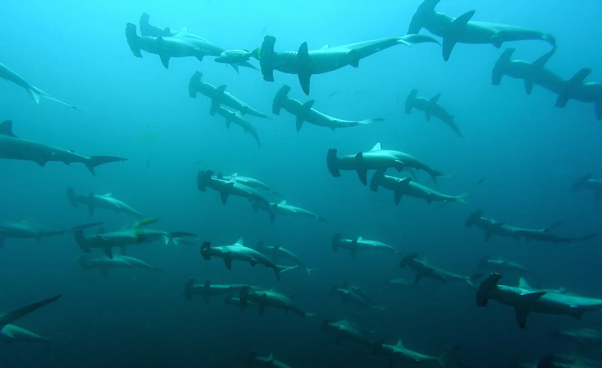 Schooling Hammerheads in Banda Sea | Wallacea Dive Cruise