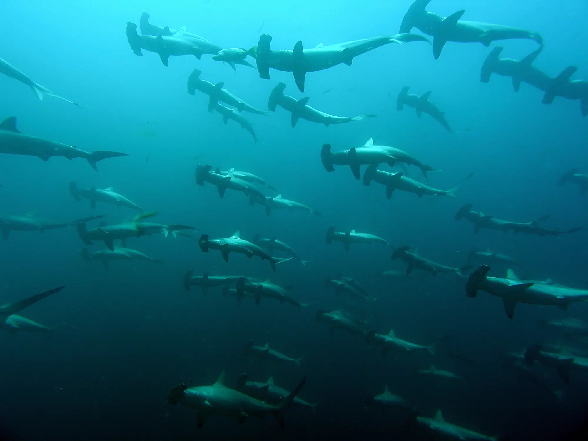 uw-hammerhead-shark-copy
