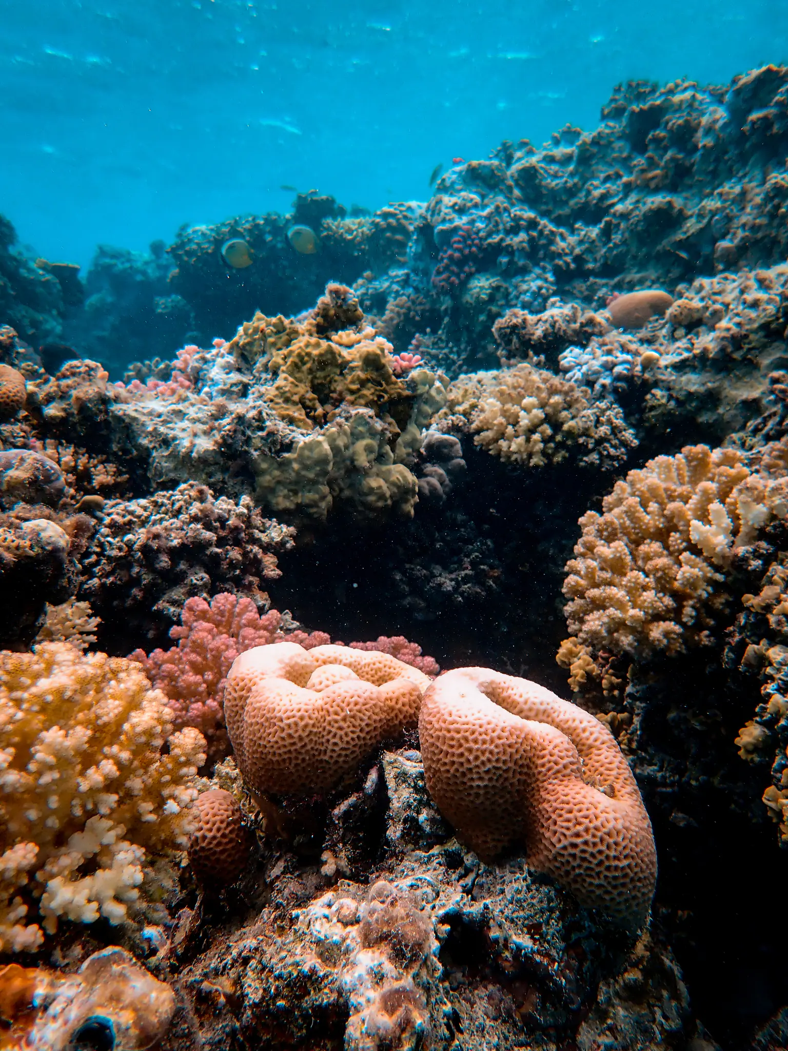 Banda Sea Underwater Scenery | Wallacea Dive Cruise