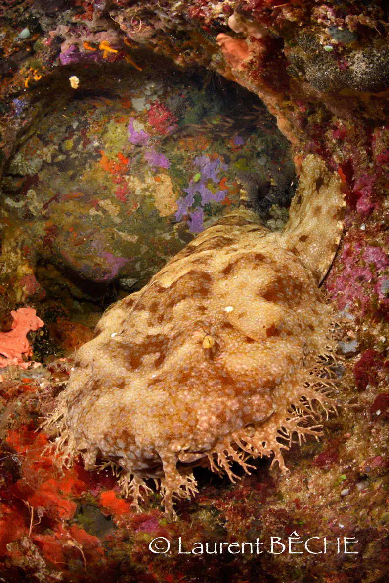 Wabegong, Macro life, orange coloured reef