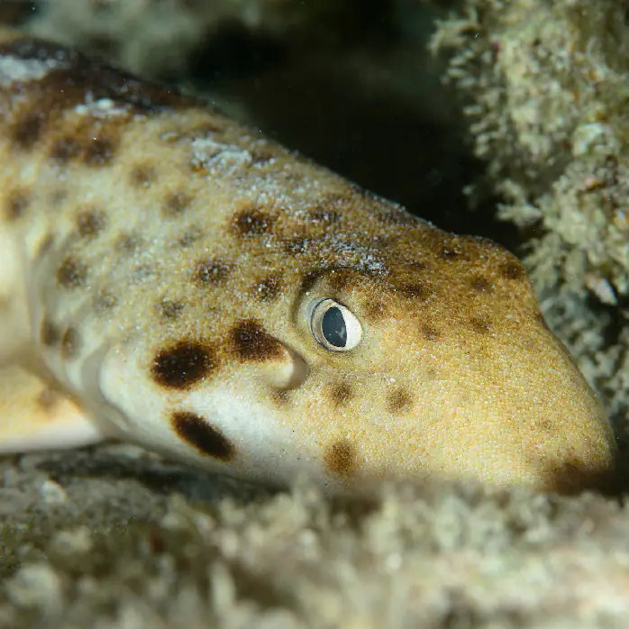 Species