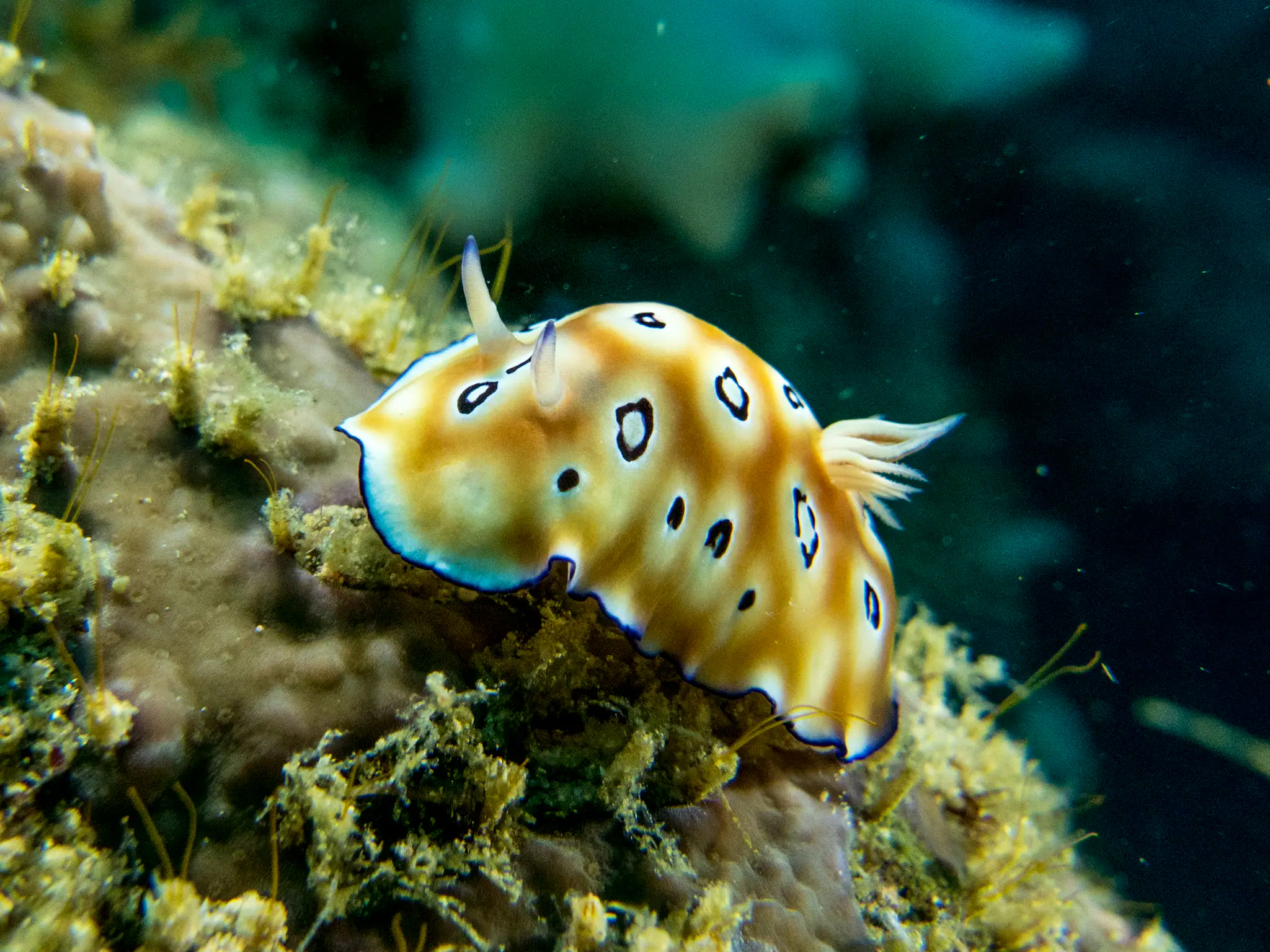 Creature in Raja Ampat diving