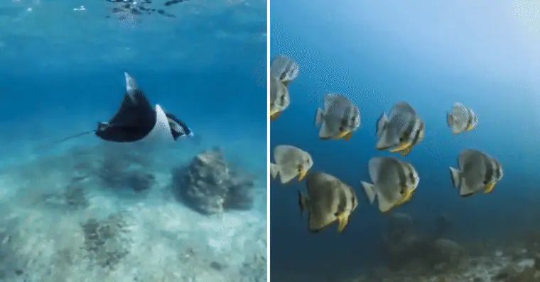 Underwater Pelagic of South Halmahera | Wallacea Dive Cruise
