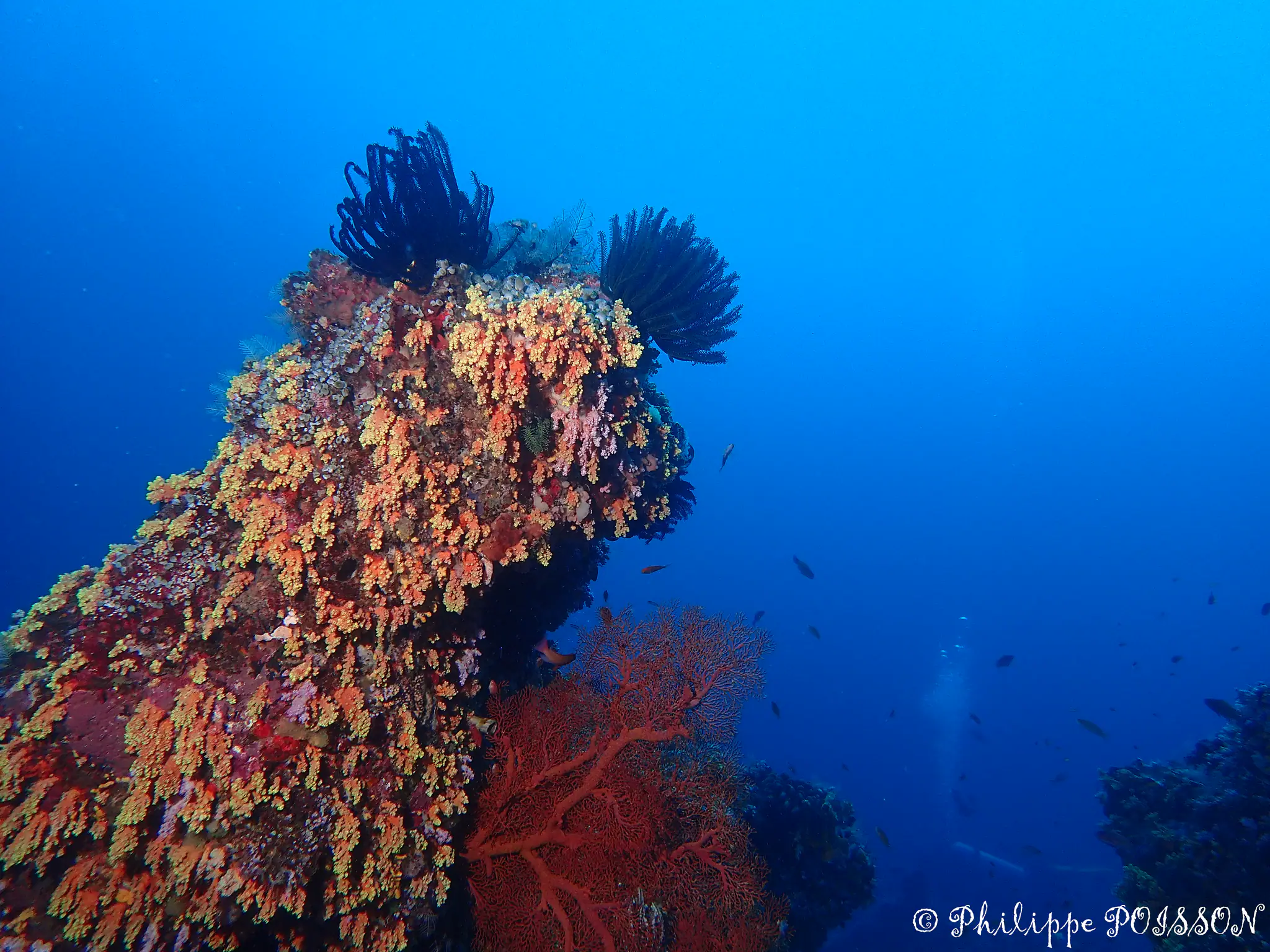A Big Dive Frontier in Indonesia